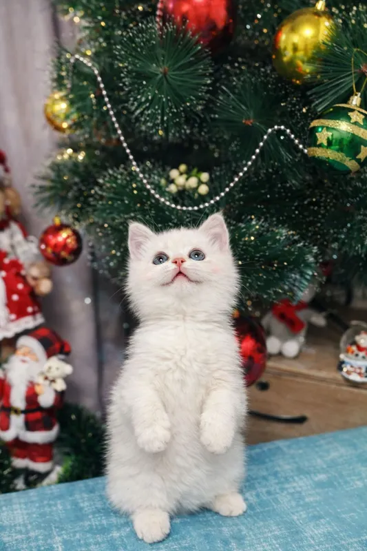 продаю котенка мальчика