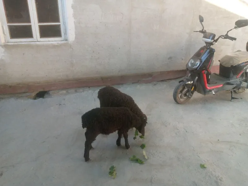 Egizak barra sotiladi 4