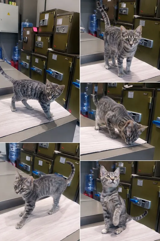Срочно котенок отдам только в добрые руки Срочно котенок отдам только в добрые руки