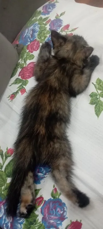 Отдадим в хорошие руки. 4 Отдадим в хорошие руки. 4