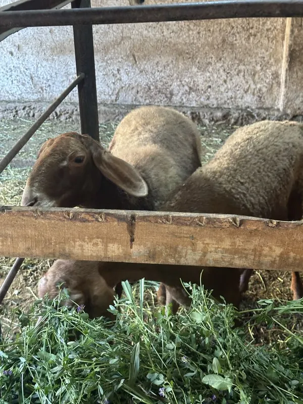 Quy sotiladi boğoz tayor