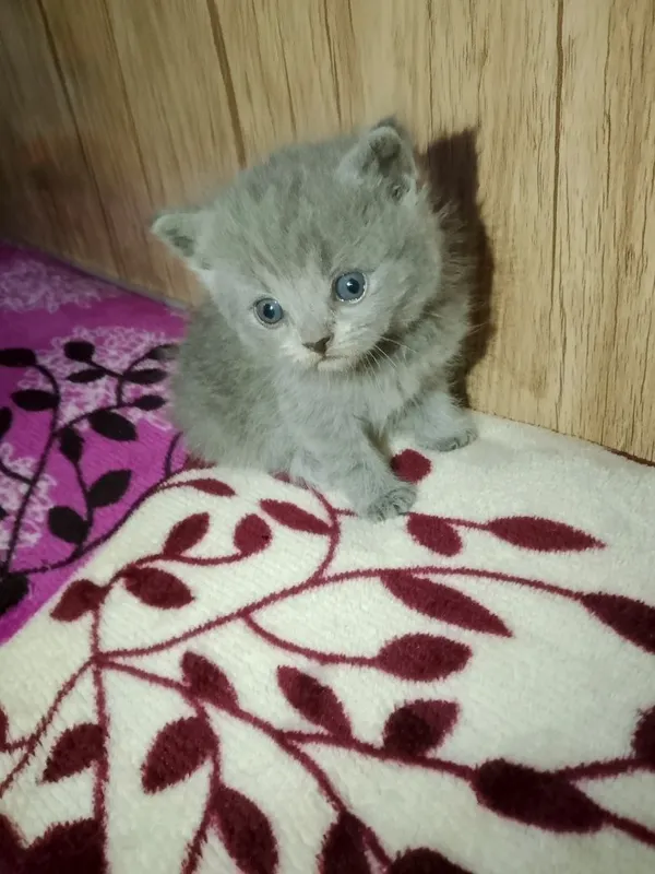 Preiuim mushukchalar sotiladi Scottish Fold — oppoq yoqi — фото 5