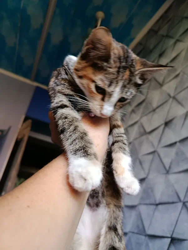 Отдадим котенка в хорошие руки 2 Отдадим котенка в хорошие руки 2