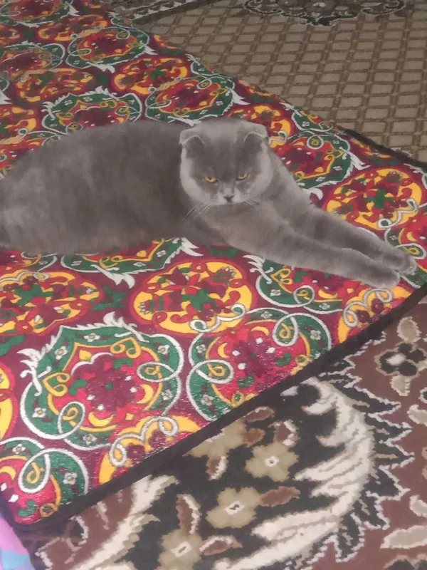 Шотландский скотиш фолд 1 Шотландский скотиш фолд 1