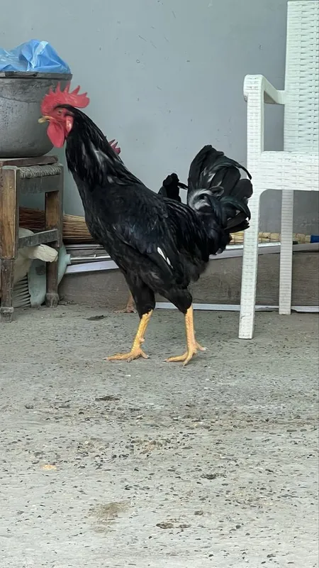 Xoroz sotiladi 2 Xoroz sotiladi 2