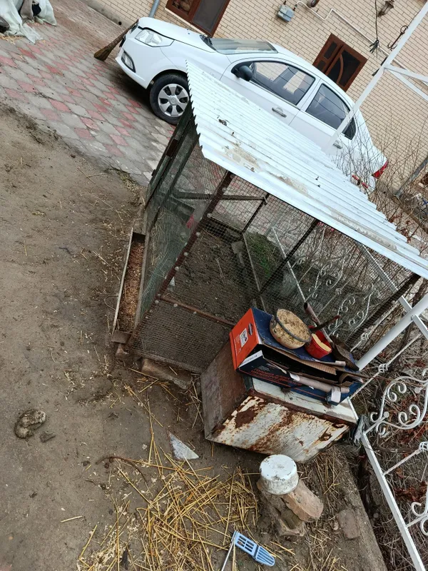 Parrandalar uchun katak 3
