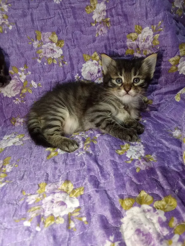 Отдам котят даром в хорошие руки