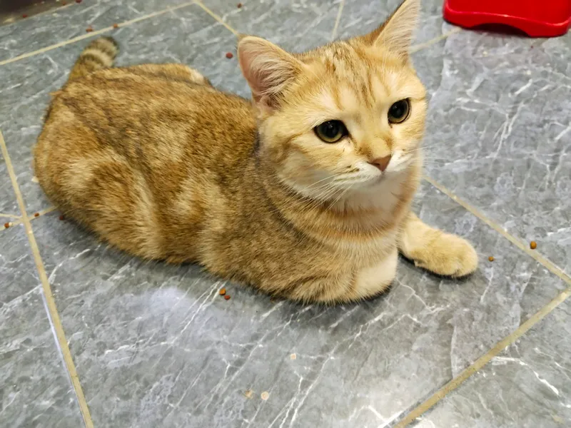 Кошка 1 Кошка 1