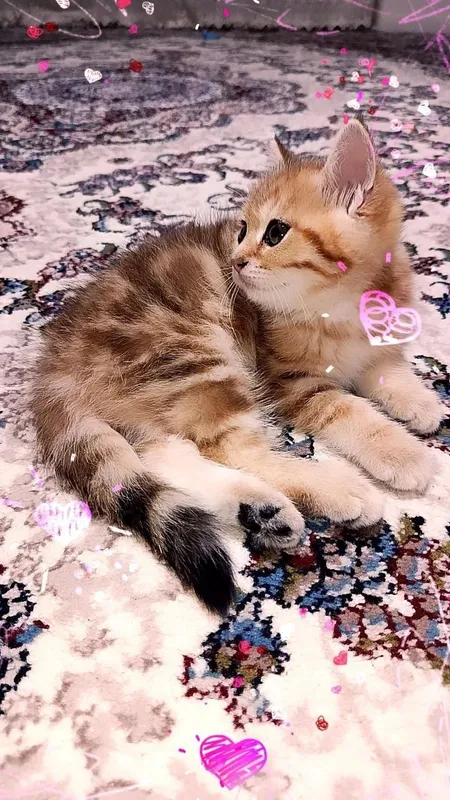 Золотистый шиншила — фото 1