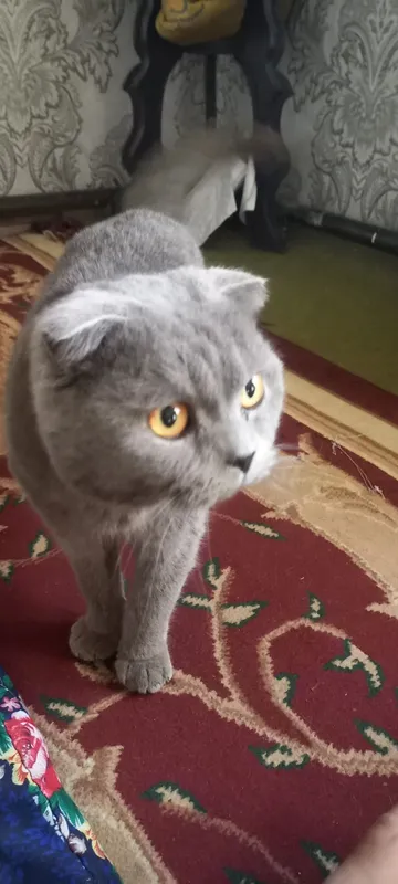 Scottish Fold shoklandiya qiyshiq quloq mushugi — фото 5