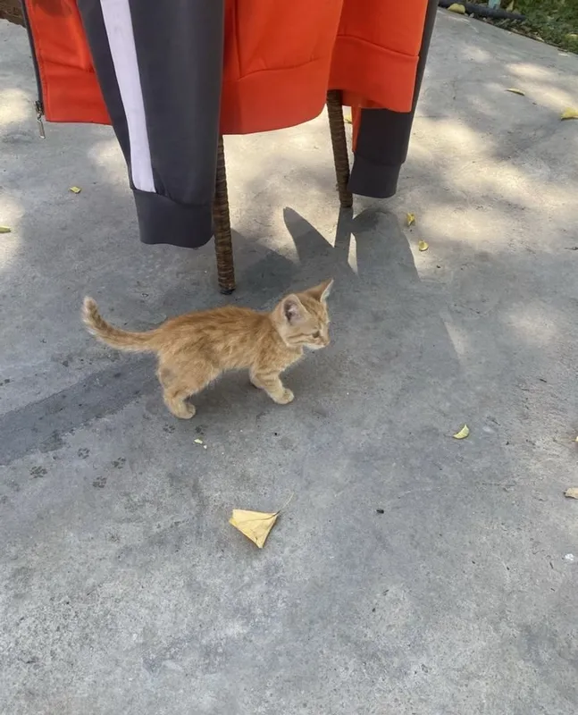 котята. 2 котята. 2