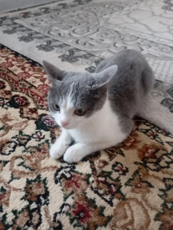 Кошка 1 Кошка 1