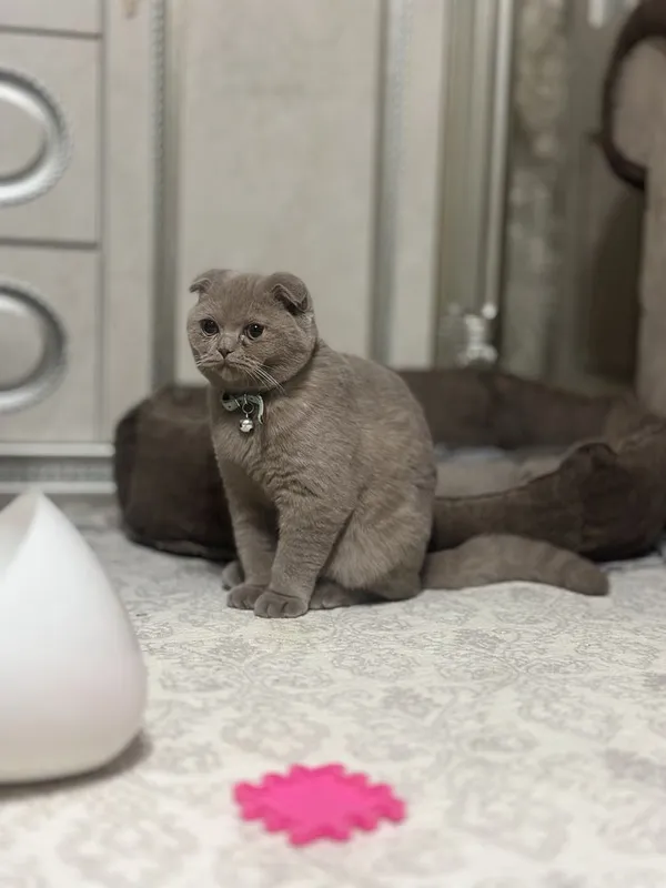 Британский скотч фолт чистокровный на продаже — фото 2