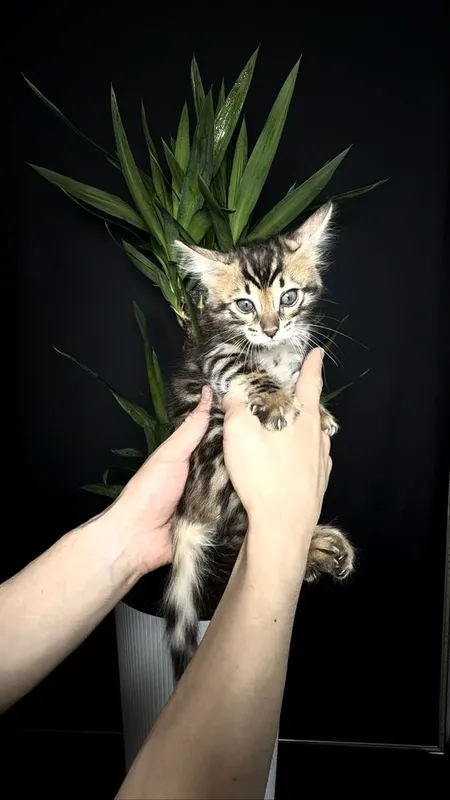 Клубные бенгальские котята 5 Клубные бенгальские котята 5