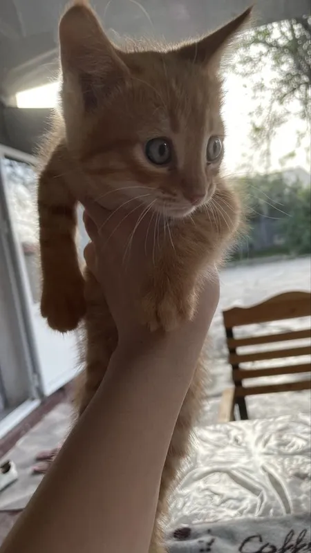 Котятя в добрые руки — фото 1