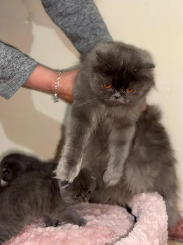 Продаются котята — фото 2 Продаются котята — фото 2