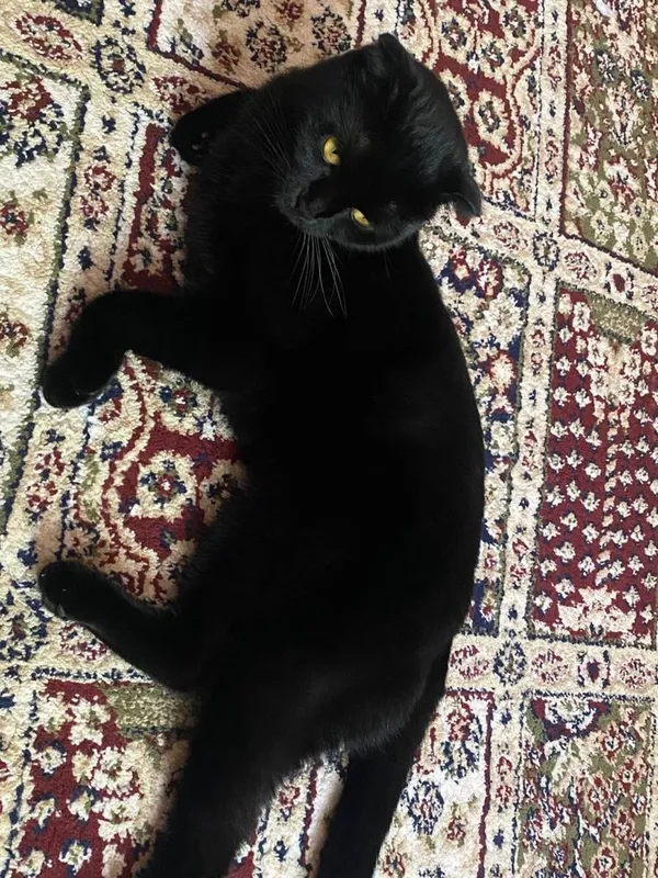 Выслоухая кошка
