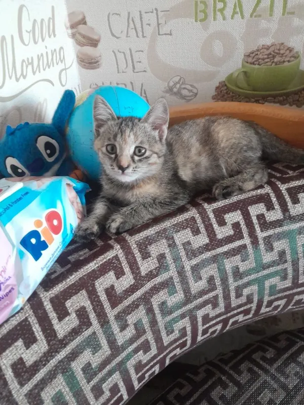 Только в добрые руки! Домашний котёнок (девочка)!