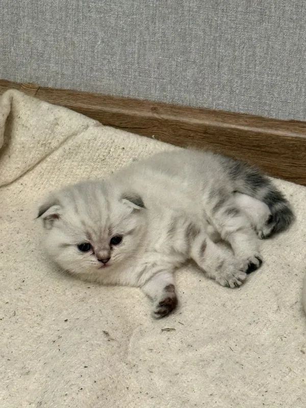 Котенок в хорошие руки