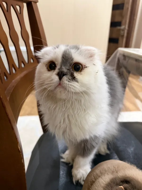 Кошка