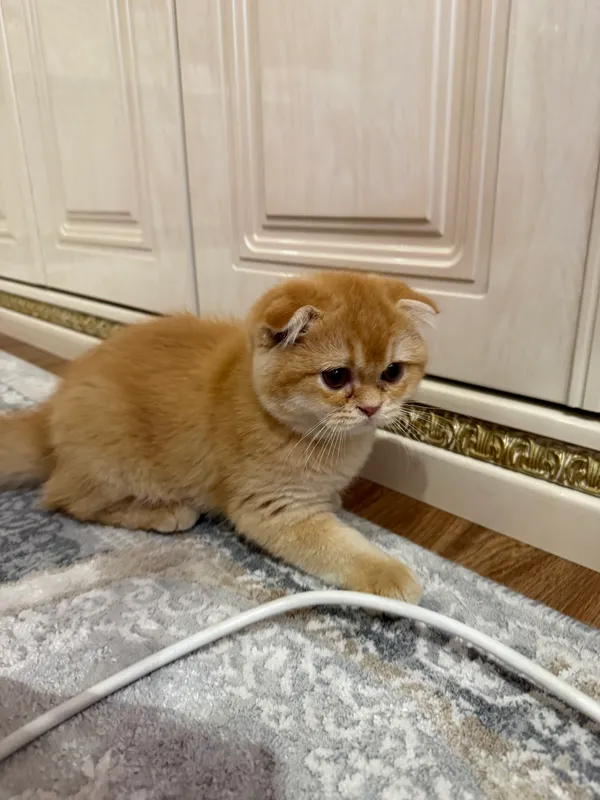 Mushuk bolasi scottish fold zotlik  2 yarm oylik