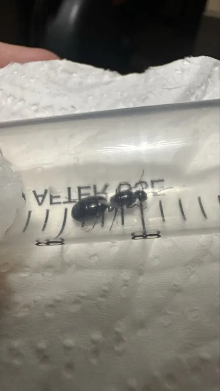 Муравьи Camponotus interjectus