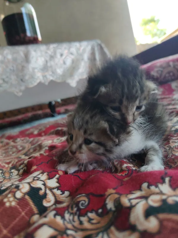 mushu sotladi