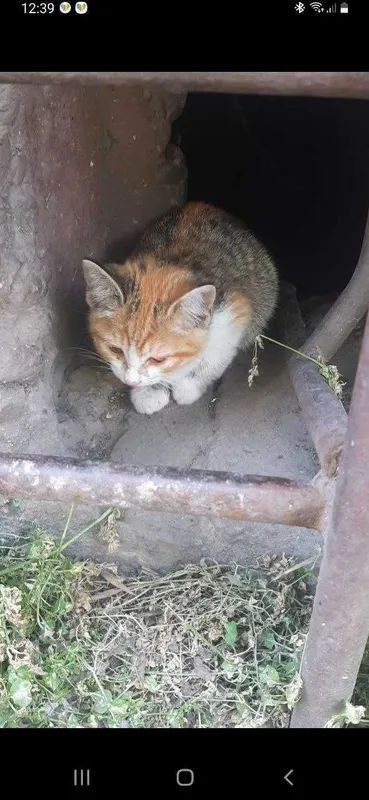 Отдам котят даром — фото 1