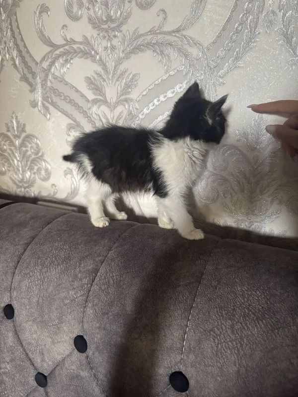 Котик бесплатно — фото 1