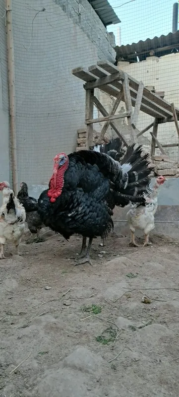 1 yillik uyda boqilgan Induk sotiladi