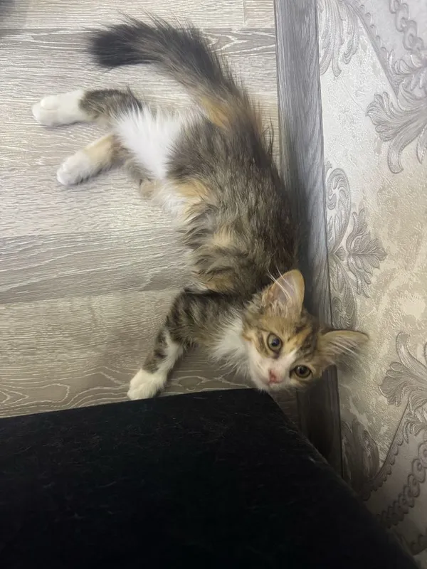 Котенок бесплатно 2 Котенок бесплатно 2