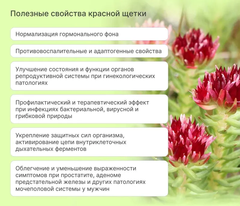 Красная щетка, Qizil cho'tka 3 Красная щетка, Qizil cho'tka 3