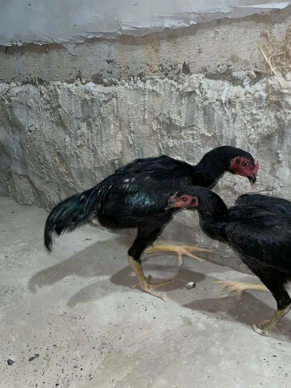 Дакан жужалар сотилади. Макиён ва хўрозча. Январский — фото 3