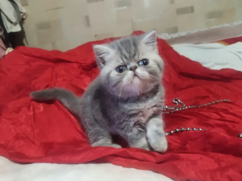 Продам котят породы экзот — фото 5