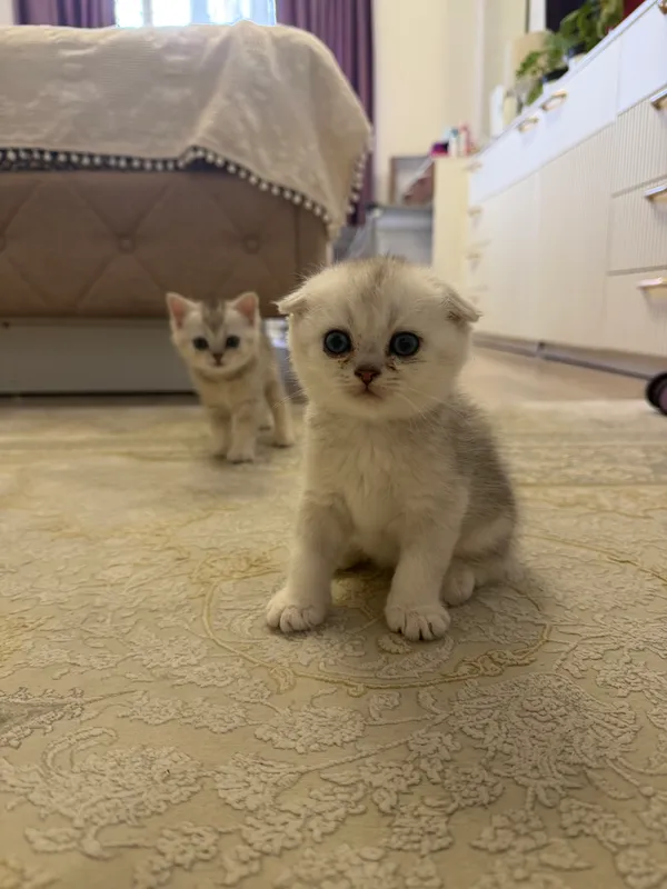 Котята шиншиллы — фото 8