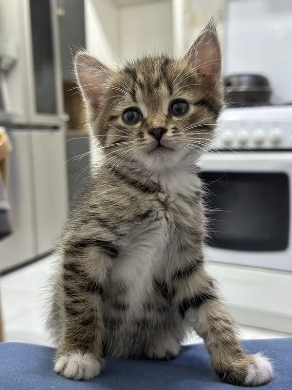 Красивые котята бесплатно