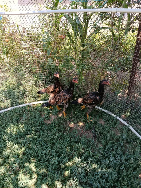 Dakan tovqla sotiladi 3tasi 600min 1 Dakan tovqla sotiladi 3tasi 600min 1