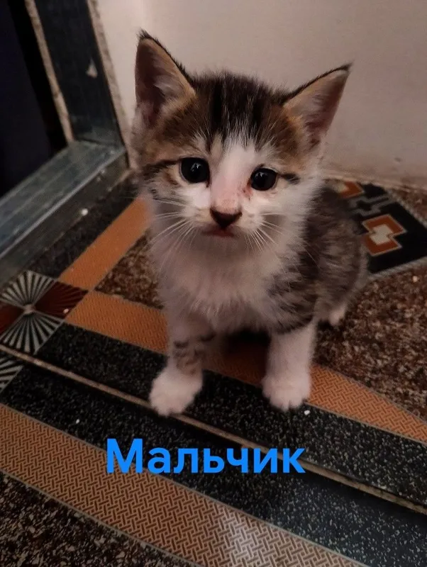 Бесплатно отдам котят — фото 1