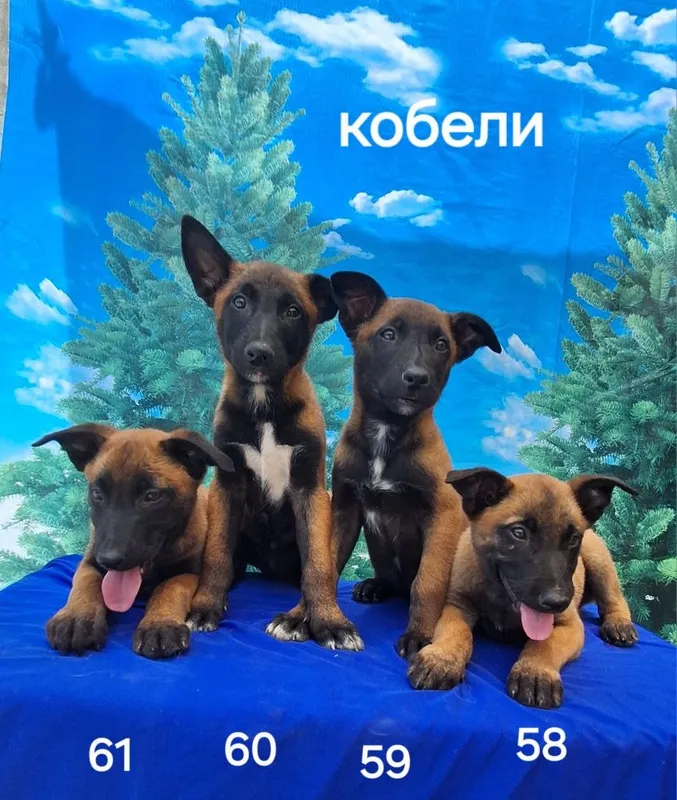 Продаются чистопородные щенки Малинуа