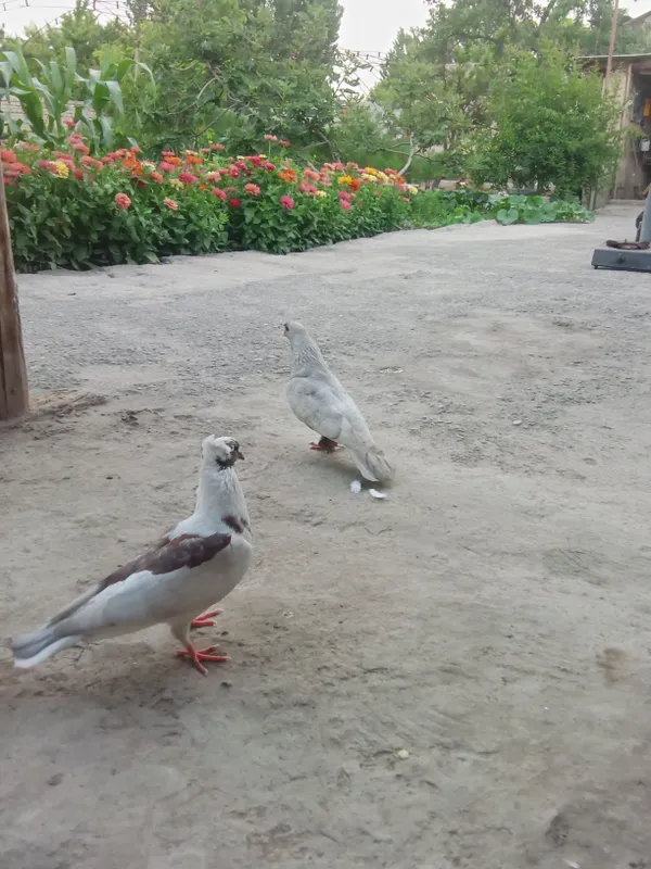 kabutar 4 kabutar 4