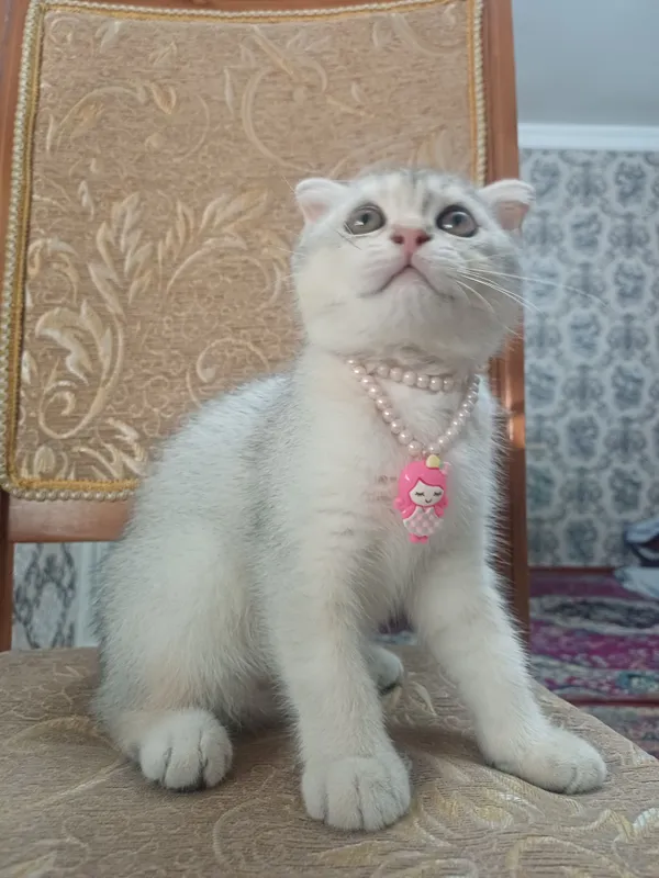 Серебристая шиншилла 6