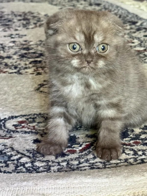 Продаётся котята — фото 5
