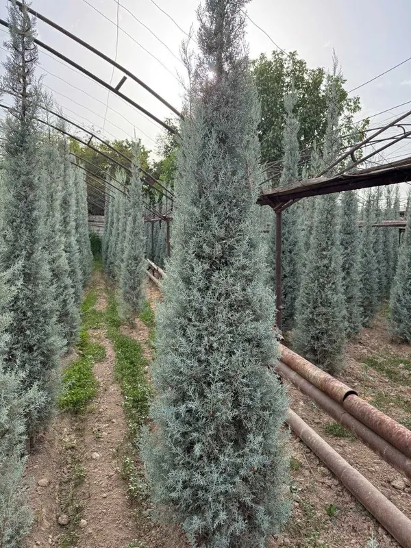 Кипарис Аризоника, Arizona Cypress — фото 1