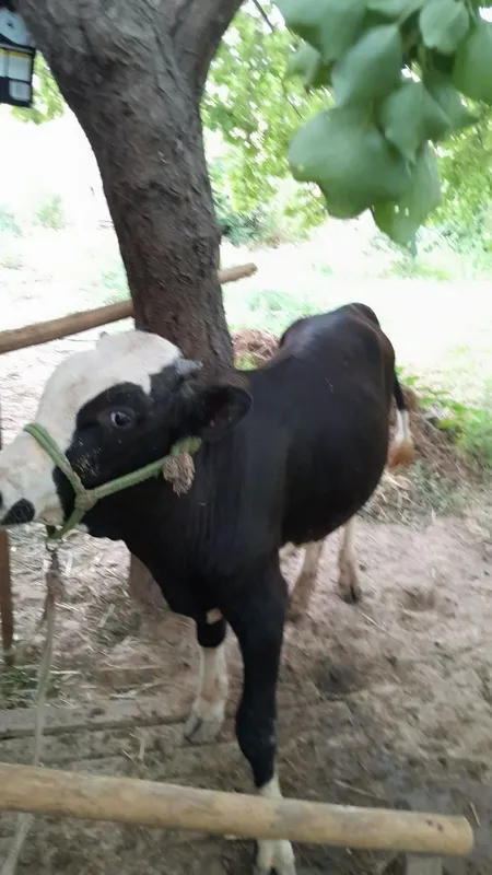 Buqacha sotiladi