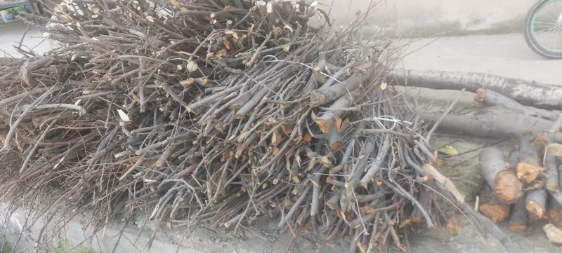 O'tin Sotiladi 1 Labo Chiqadi 4 Ta Mevali Daraxt Maydalangan — фото 3