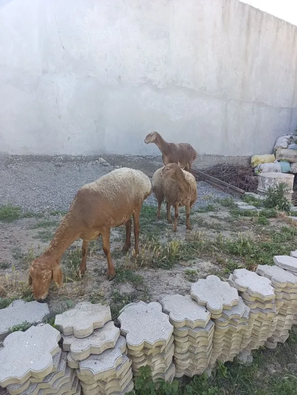 Онабола куйлар сотилади — фото 2