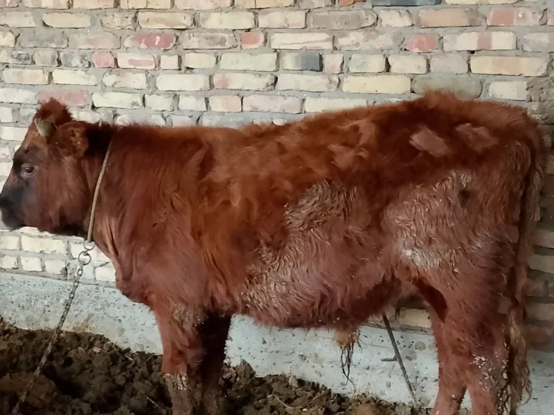 Бука сотеладе йеб ичишига гарантия
