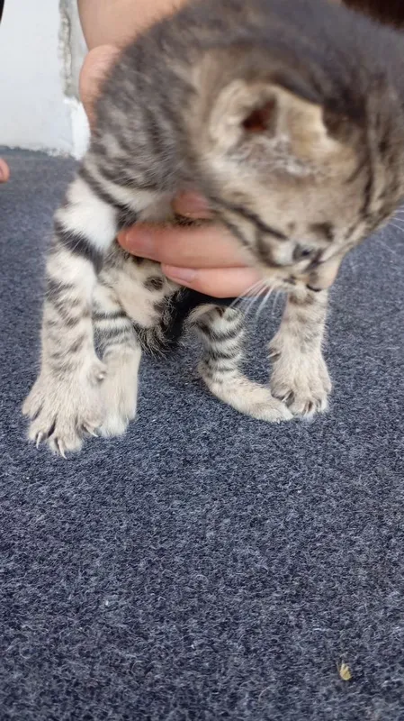 Котята в хорошие руки 2 Котята в хорошие руки 2