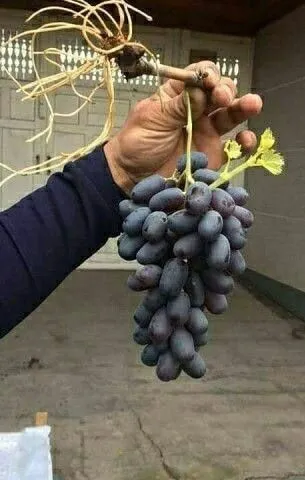 Mevali koʻchatlar 1 Mevali koʻchatlar 1