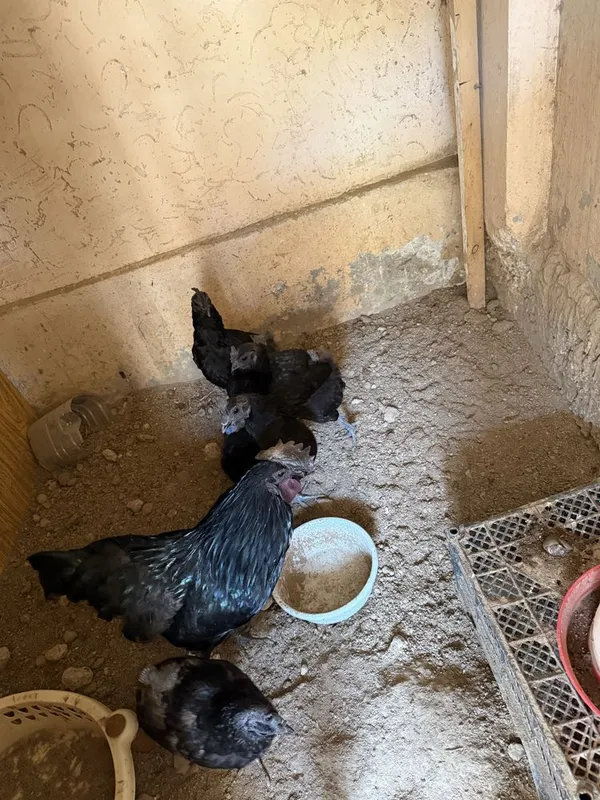 Кора шагзода зоти тозаси, брама, жайдари жужалари — фото 2
